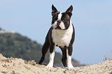 BOSTON TERRIER 273